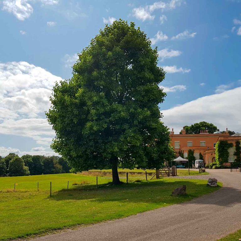 View of Killerton National Trust in Devon seen from afar from the long drive behind trees - a visit to Killerton with kids