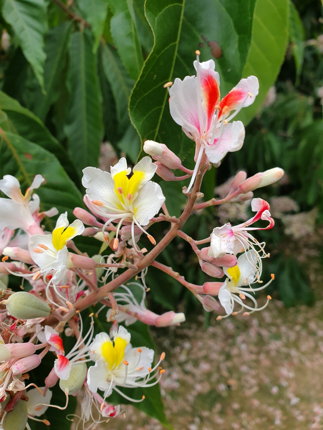 Blossom flowers at Kew Gardens - our visit to Kew after lockdown