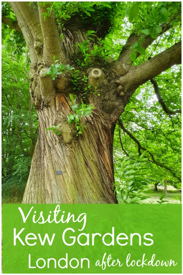 Visiting Kew Gardens after lockdown - now Kew has reopened as travel restrictions are relaxed, here's what it's really like inside the botanic gardens in London.