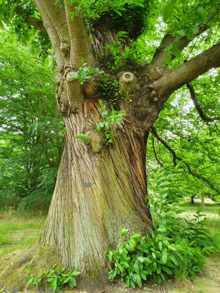 A face in the trunk of a tree spotted at our visit to Kew after lockdown