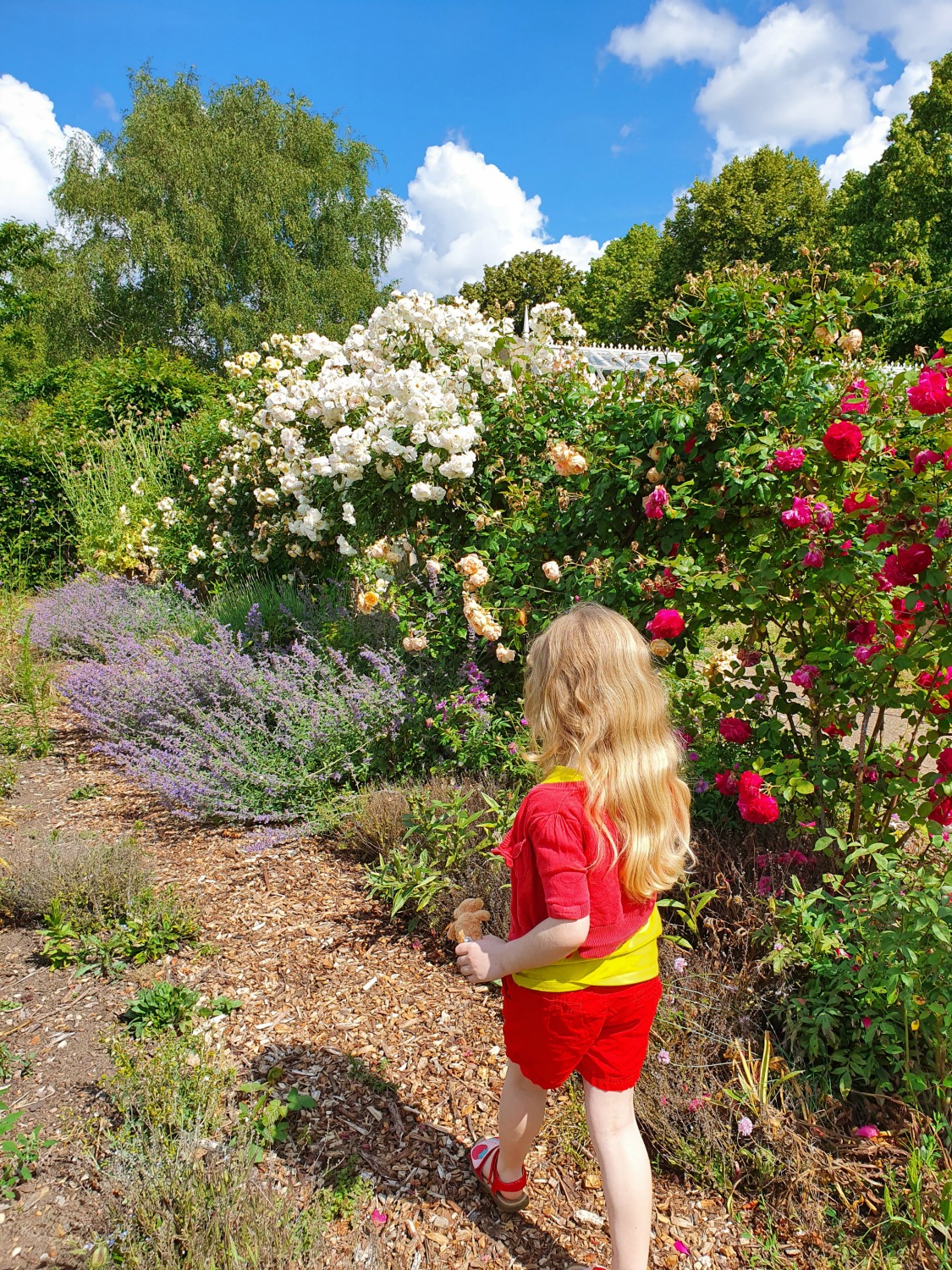 My daughter on one of the narrow paths in the walled garden at Osterley Park by a rose bush