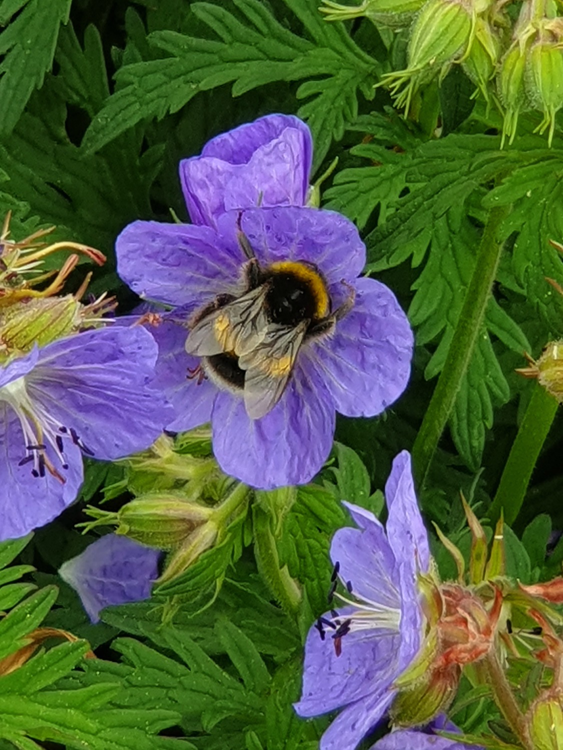 Bee in purple flowers at Polesden Lacey