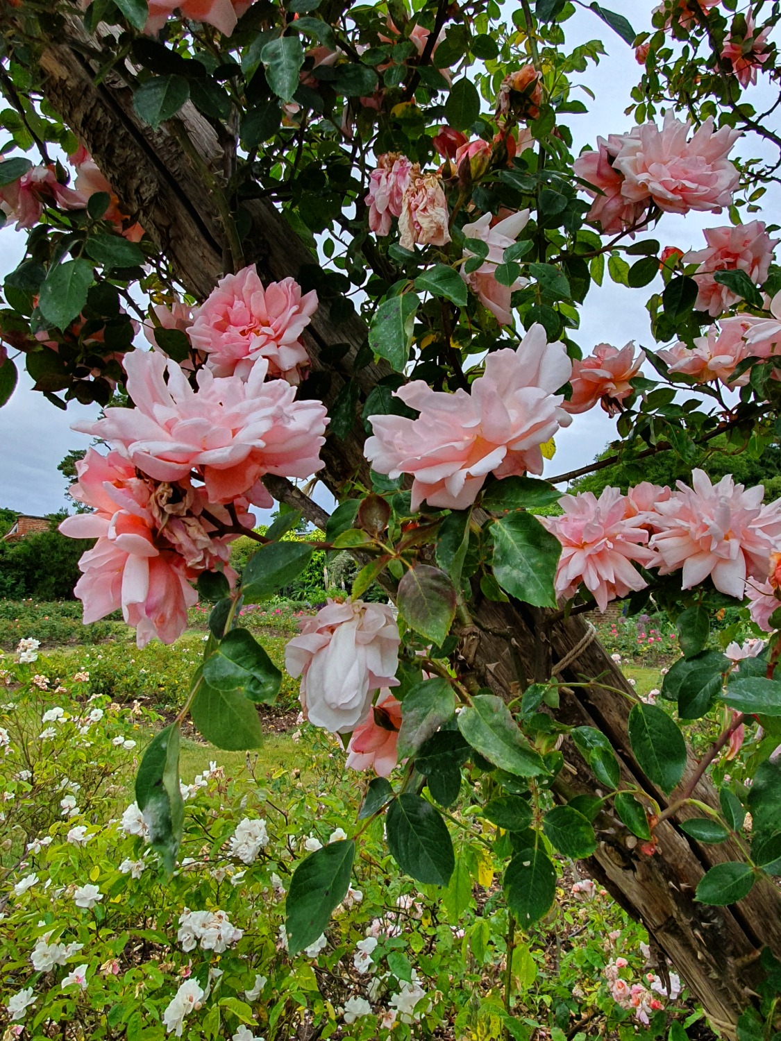 Pink roses in the rose garden at Polesden Lacey National Trust property in Surrey