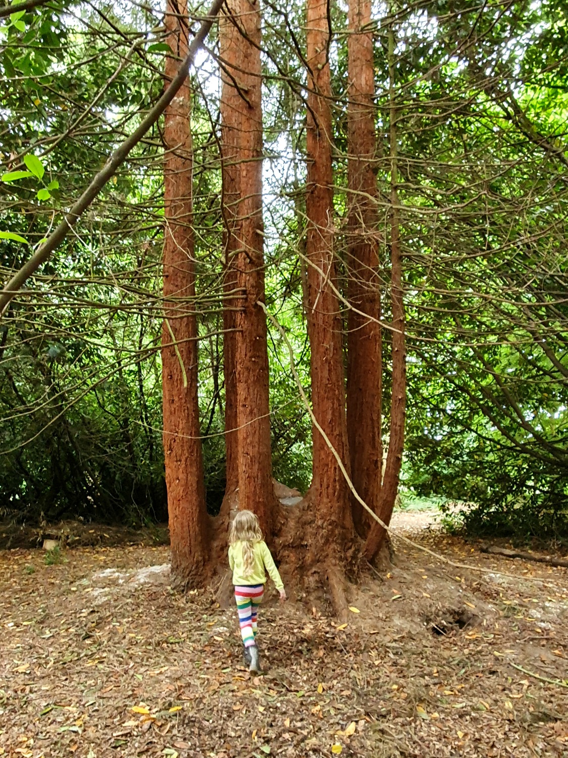 My daughter by a giant tree in a clearing off the woodland path - our visit to Polesden Lacey after lockdown