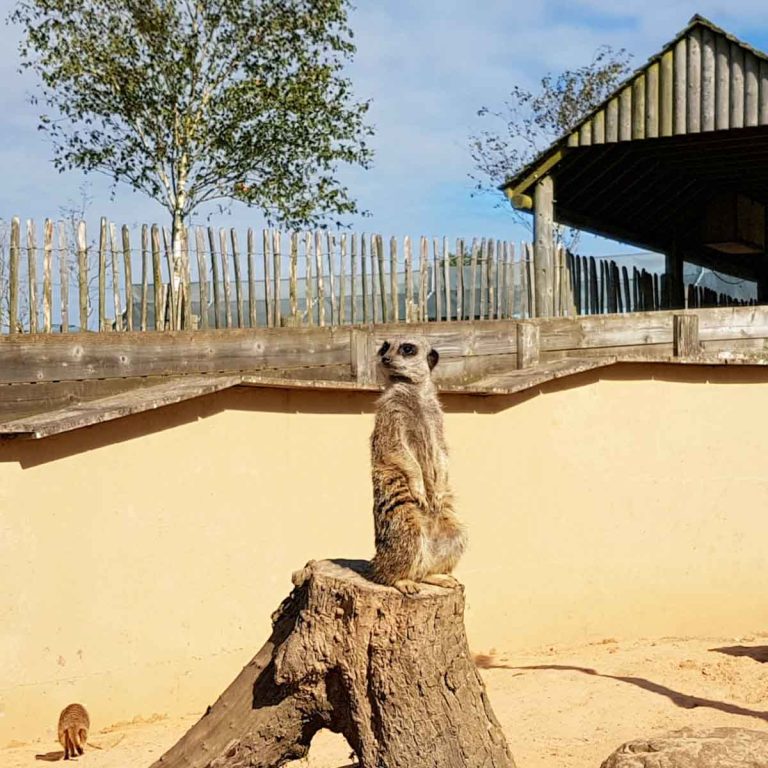 A meerkat keeps a watchful eye out from a perch on a branch - a day out at Peak Wildlife Park in Staffordshire, my review
