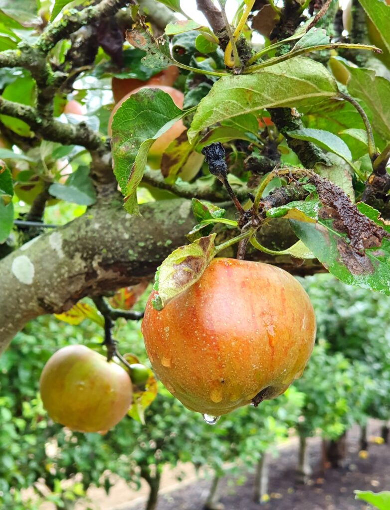 Apples in the kitchen garden at Audley End, with raindrops hanging from the fruit - spotted during a weekend in Essex with kids