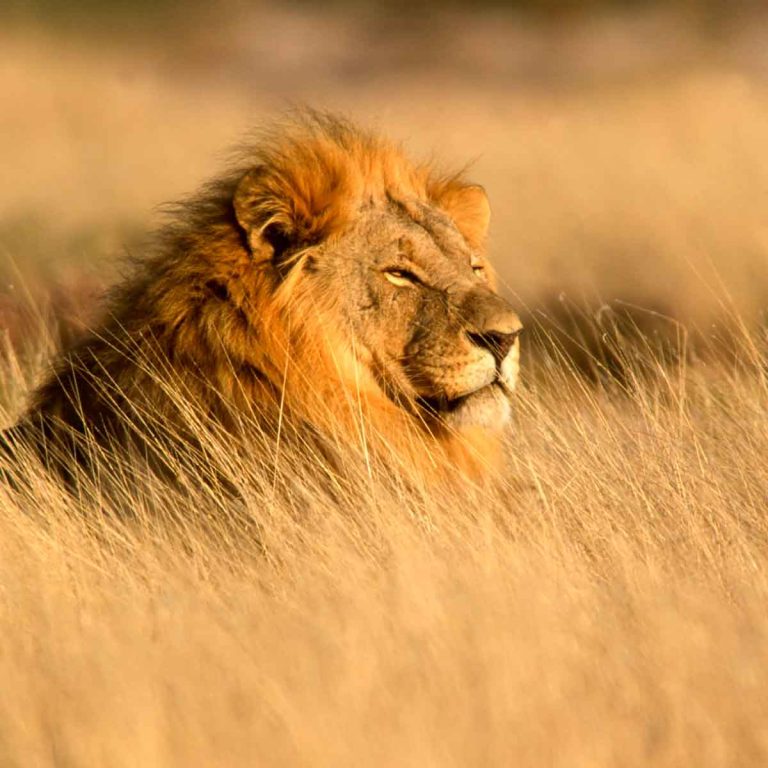 Big male African lion (Panthera leo) lying in the grass - and the best virtual safaris to see one from home