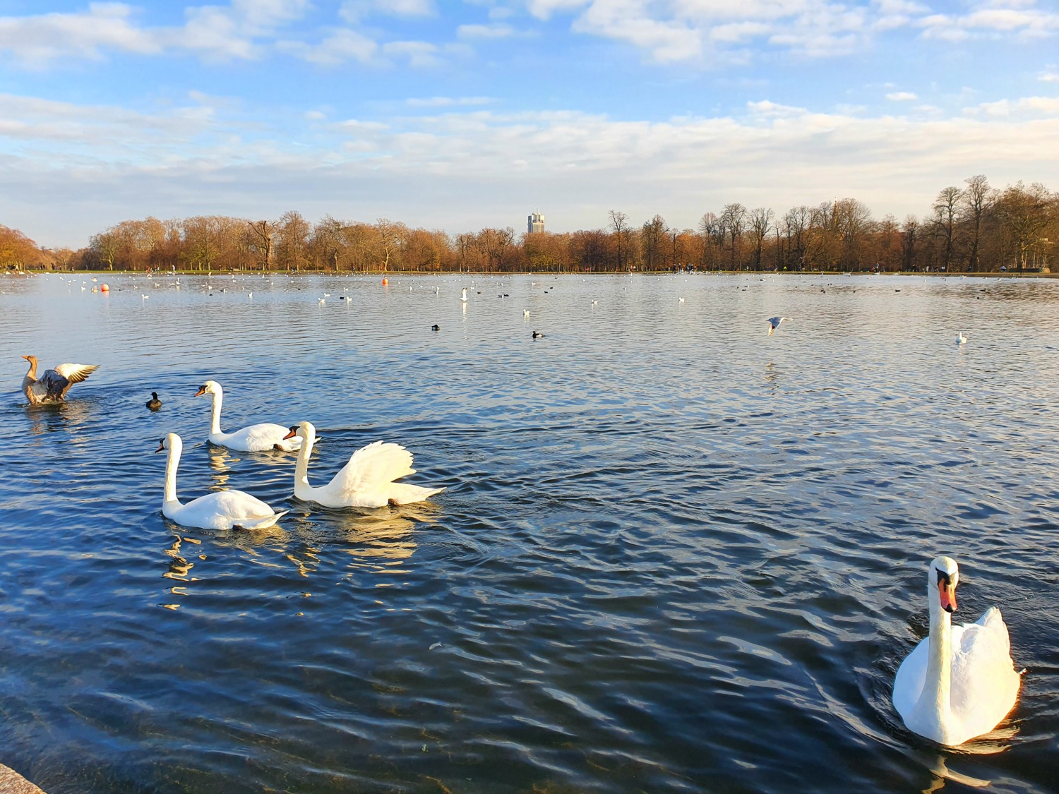 Swans on the round pond in Kensington Gardens after my visit to Kensington Palace with kids