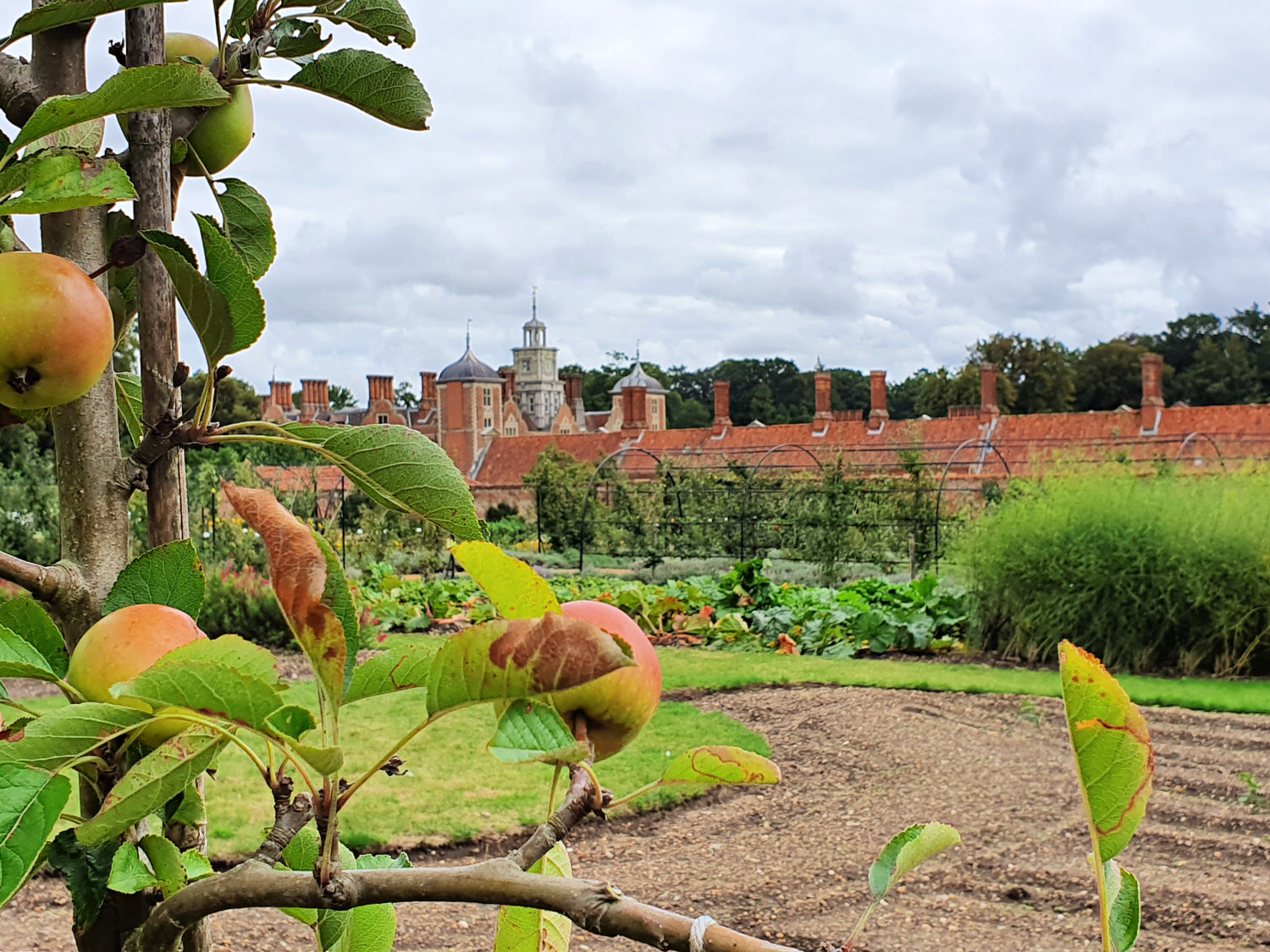 View past apple trees in the gardens of the Blickling estate - my review of a day out at Blickling Hall with kids