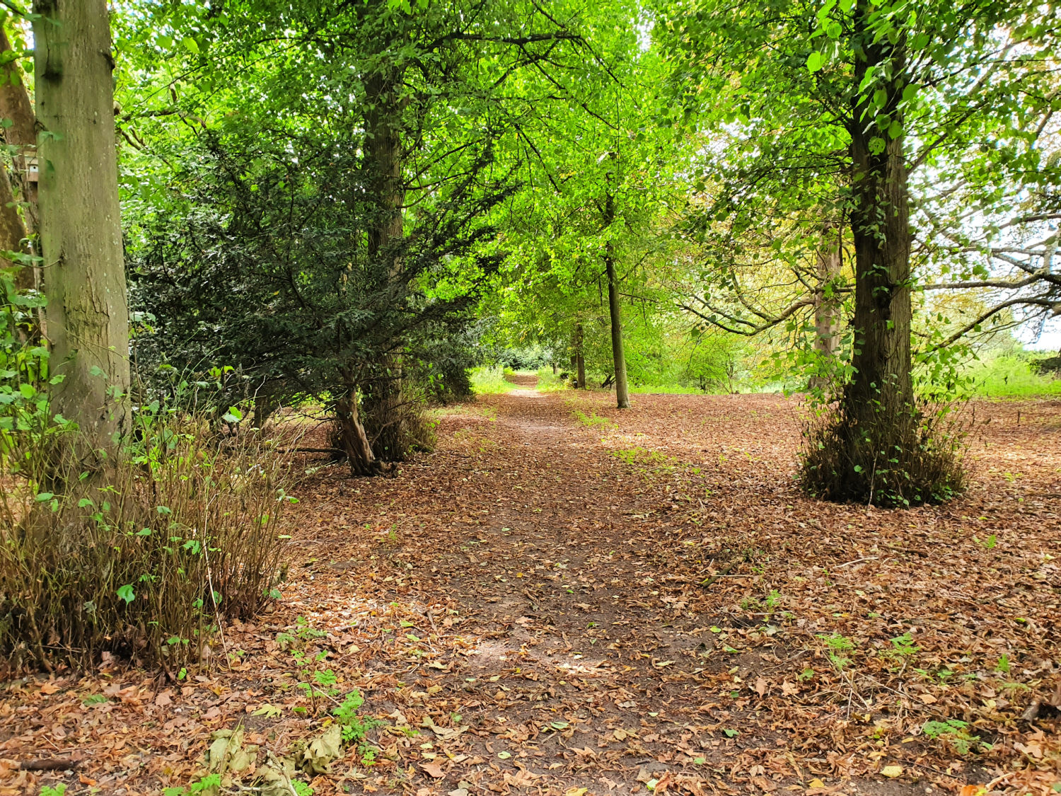 Path through the woodland at Oxburgh Hall in Norfolk - a day out at Oxburgh Hall with kids