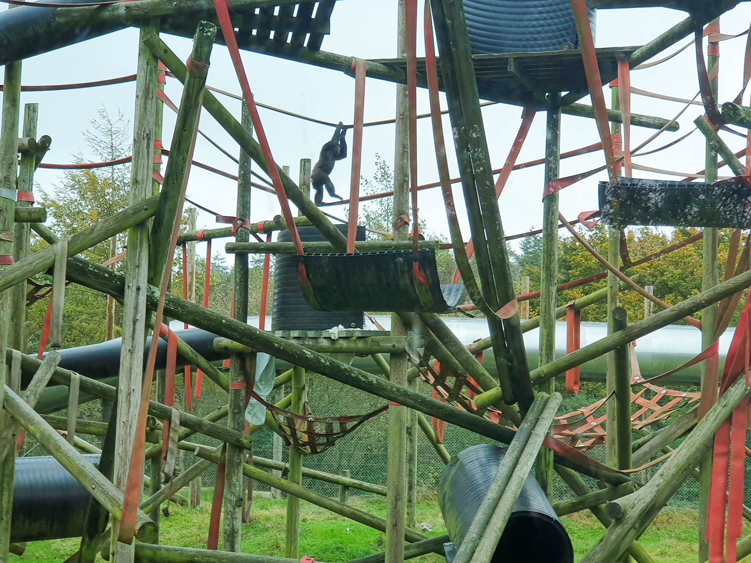 Chimp climbing on the intricate enclosure during our family day out at Dorset Monkey World - my review of Monkey World Dorset