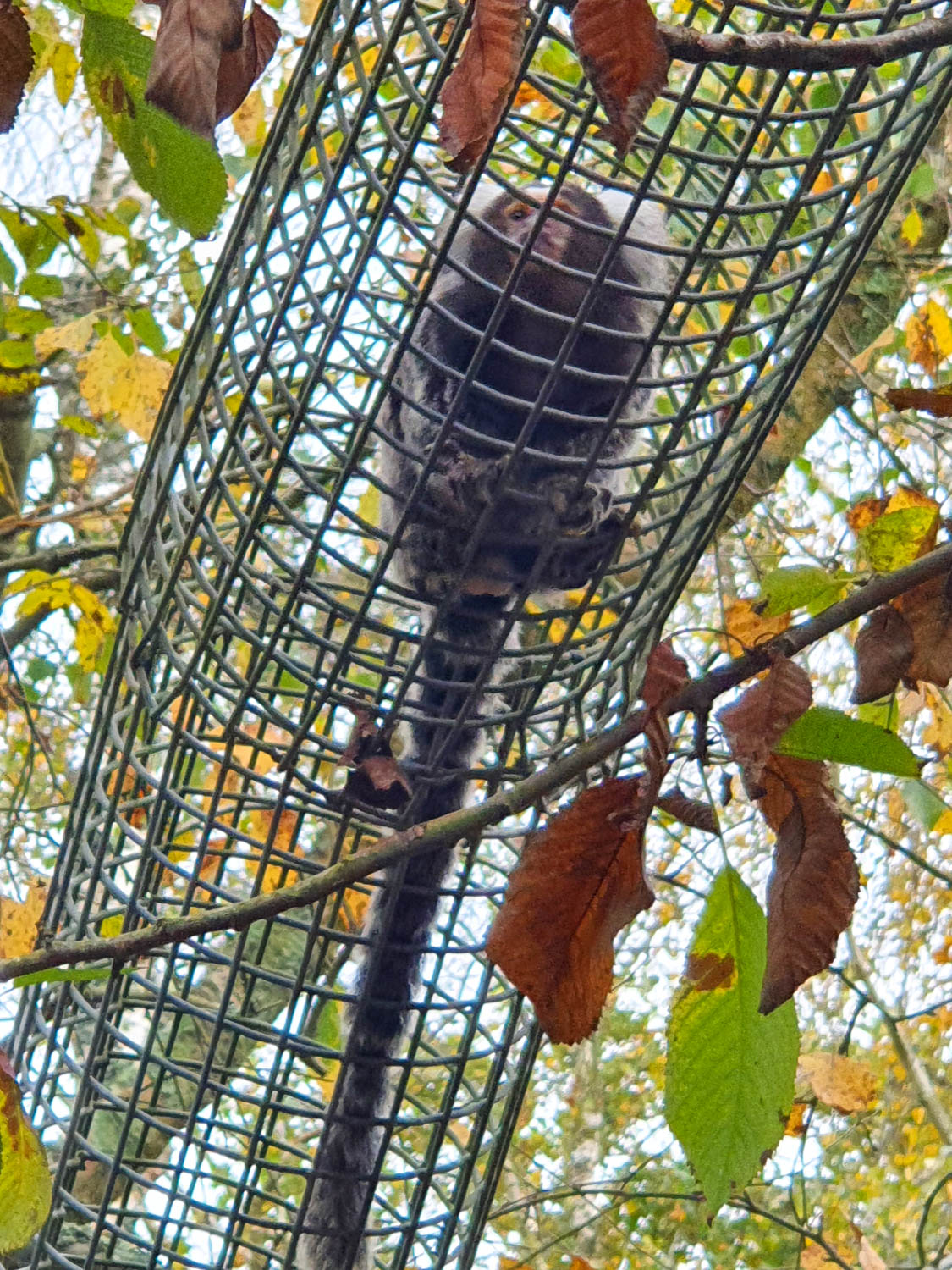 A common marmoset in the little wire tunnel in the trees linking its enclosures - my Monkey World Dorset review