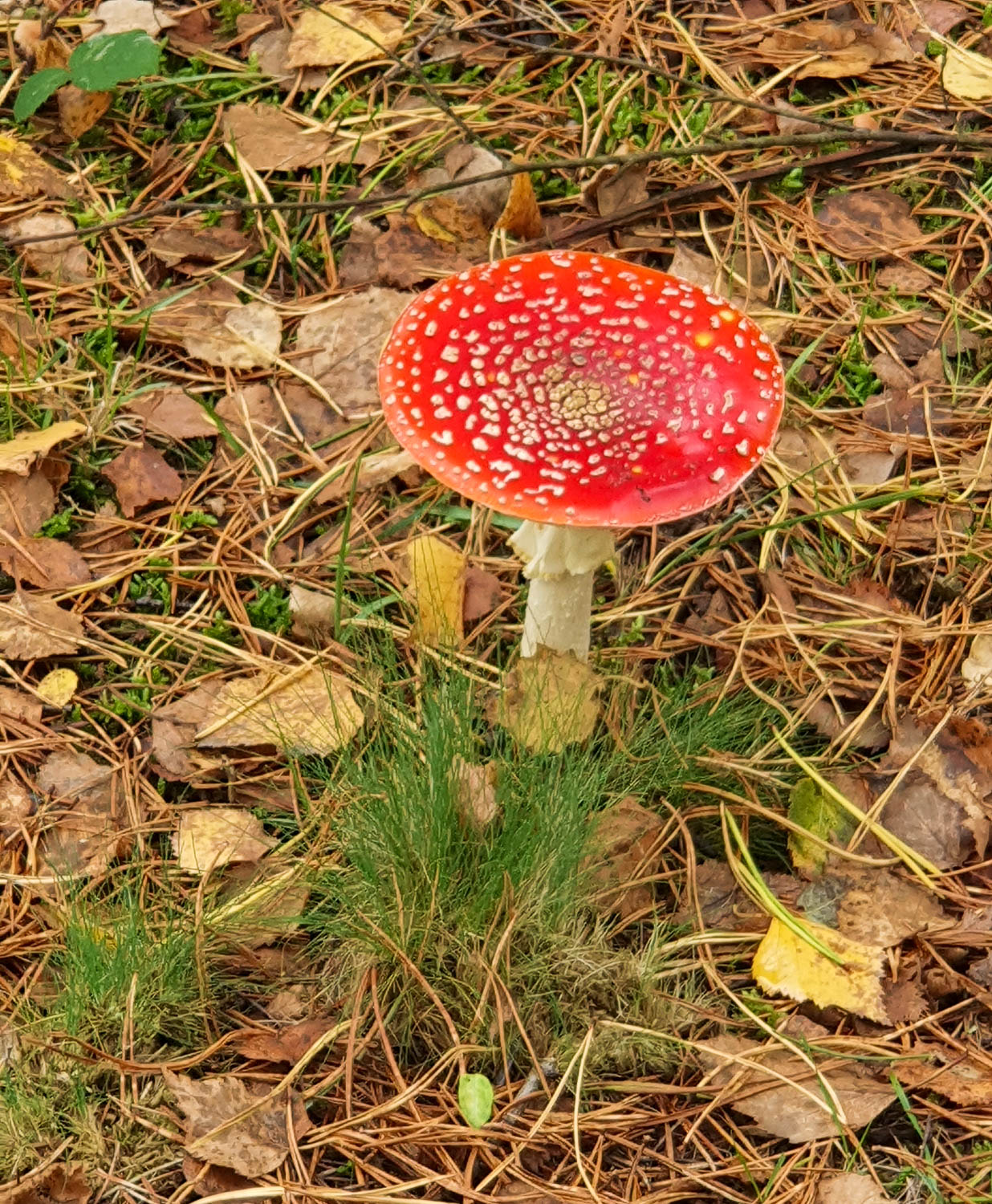 Red and white spotted fly agaric mushroom in the leaves at Dorset Monkey World