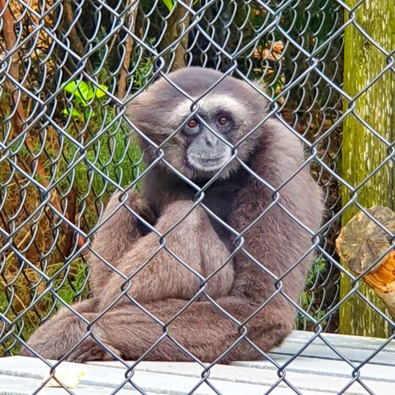 A Mueller's gibbon seen through the mesh of its outdoor enclosure, looking as though it was smiling - my Monkey World Dorset review