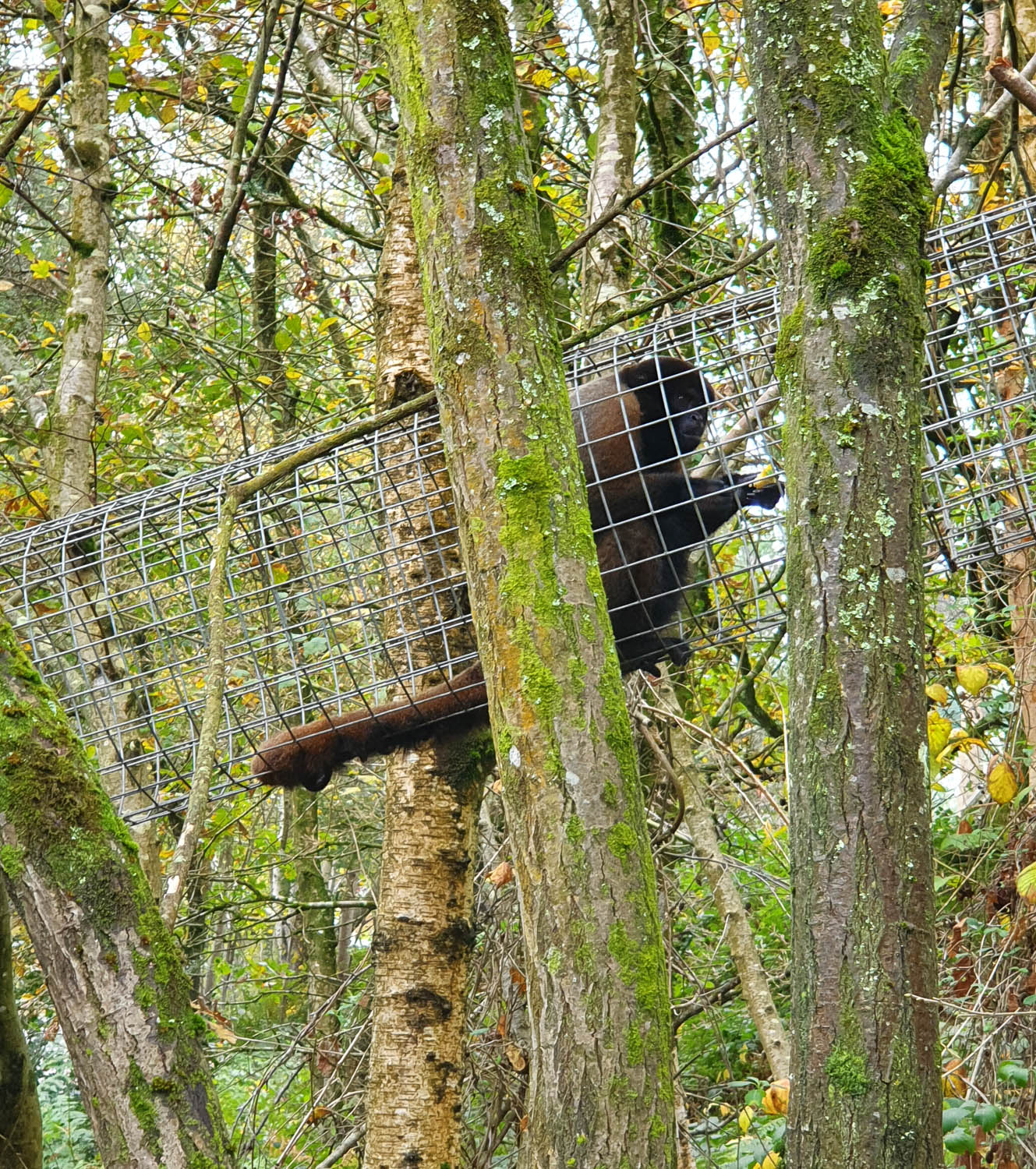 Woolly monkey with food in the wire tunnel high in the trees at Dorset Monkey World - my review of a family day out
