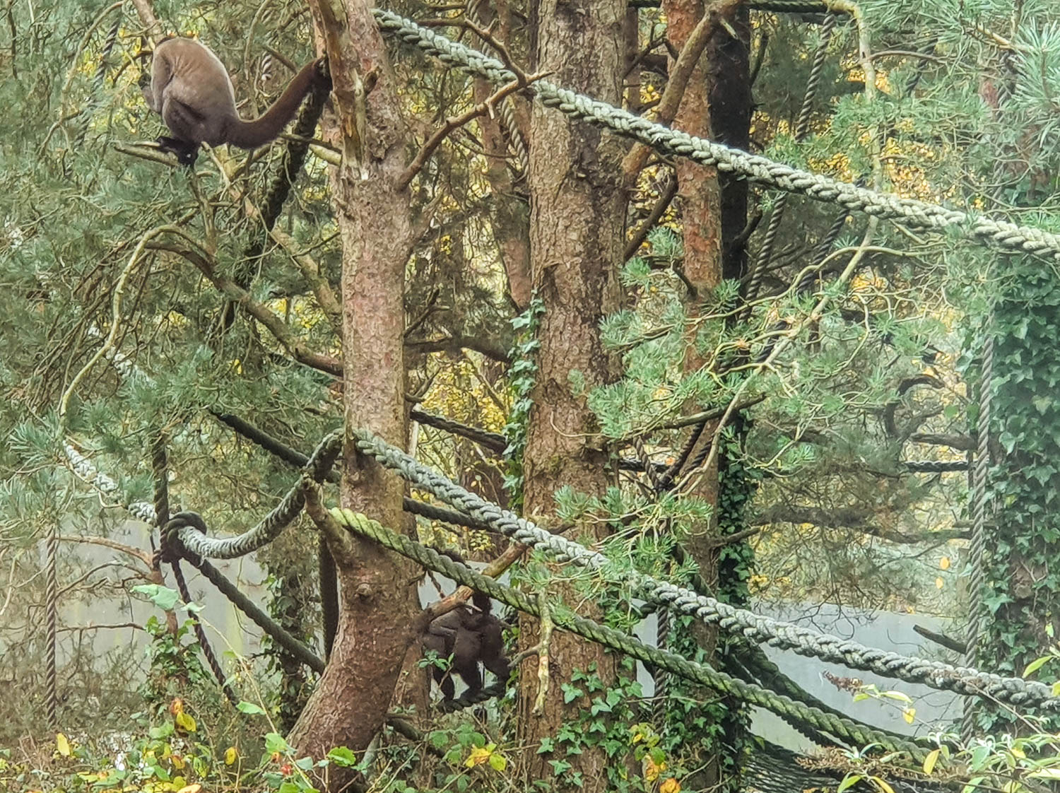 Woolly monkeys play on the ropes and branches in the trees of their outdoor enclosure - my review of Monkey World Dorset