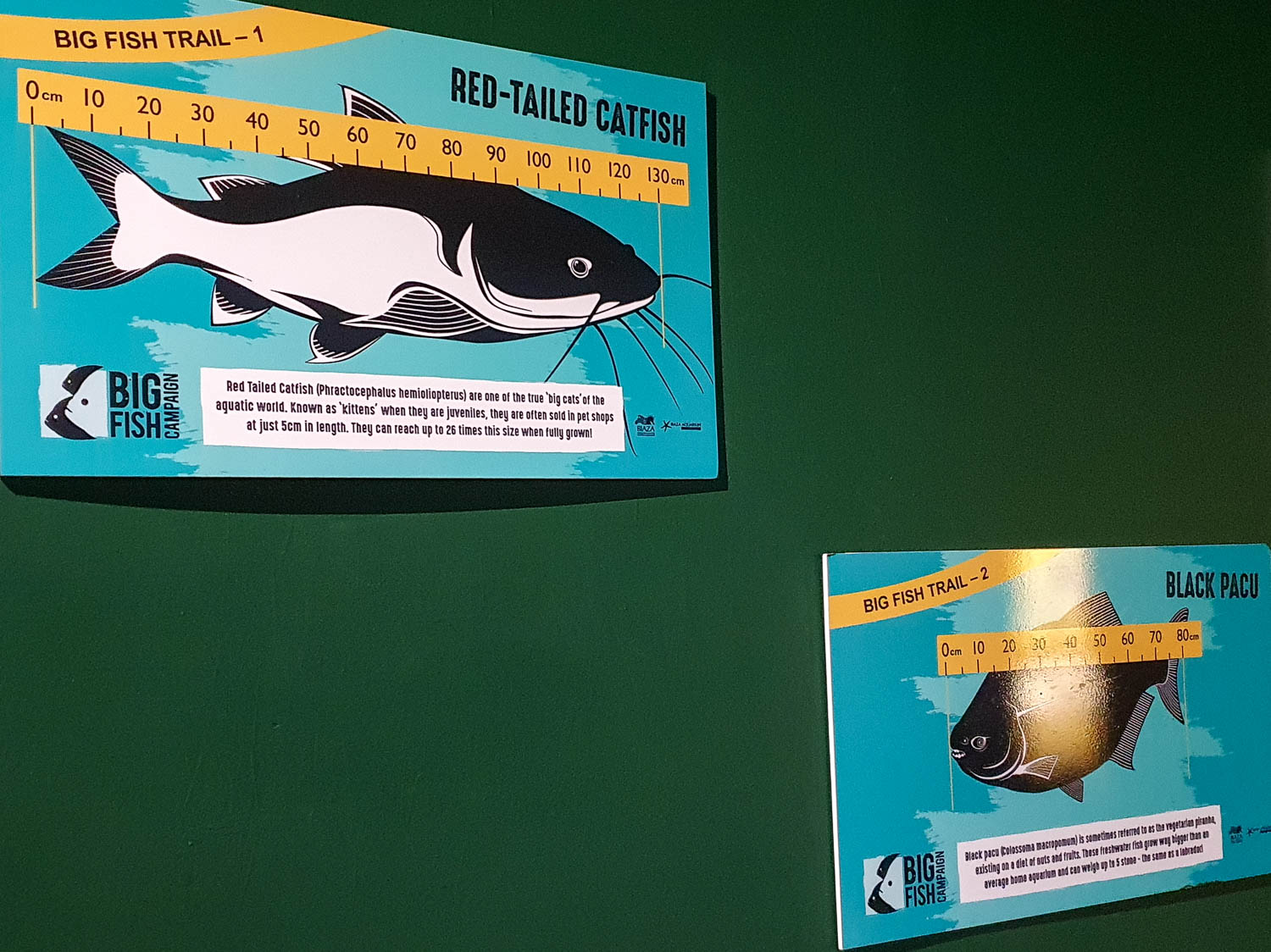 Two signs from the Big Fish trail at Bournemouth Oceanarium for kids - my Bournemouth Oceanarium review