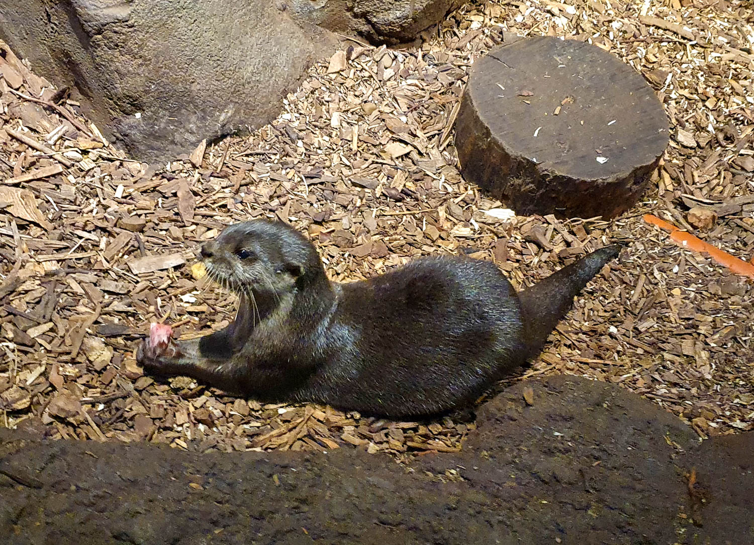 Otter with food in its paws in its enclosure at Bournemouth aqauarium - our day out at Bournemouth Oceanarium with kids