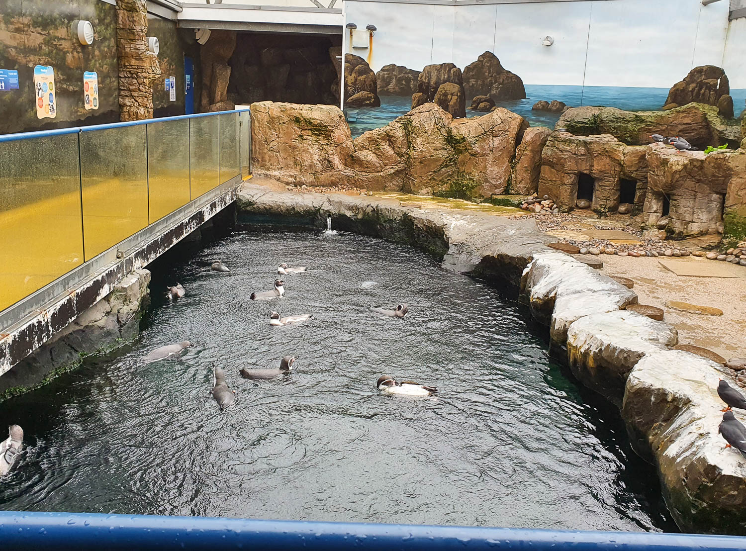 View of the penguin pool seen from an elevated walkway at the aquarium in Bournemouth, Dorset - my Bournemouth Oceanarium review