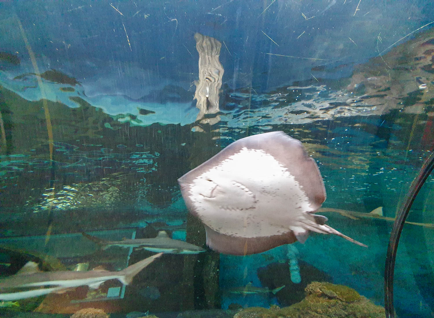 Ray swimming in the ocean tunnel at Bournemouth Oceanarium, seen through the glass - my Bournemouth Oceanarium review