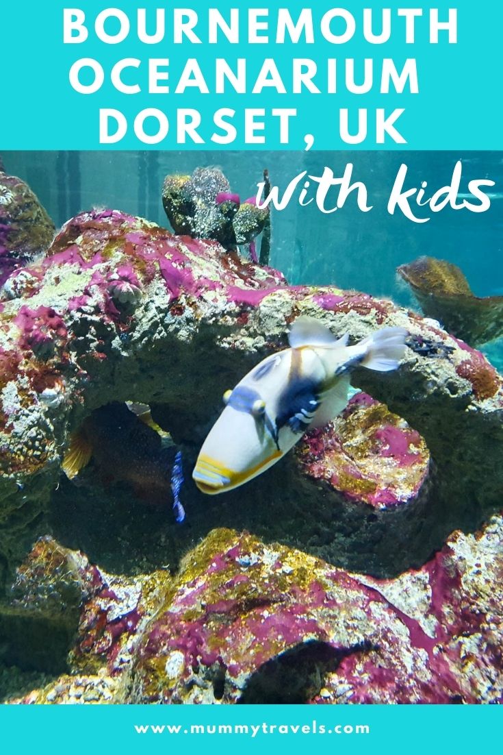 My Bournemouth Oceanarium review - from sharks to turtles, the reality of visiting the Bournemouth Oceanarium with kids, on a family day out at a Dorset aquarium. From post-lockdown restrictions to the fascinating marine creatures here, and why it's also great for rainy days in Dorset