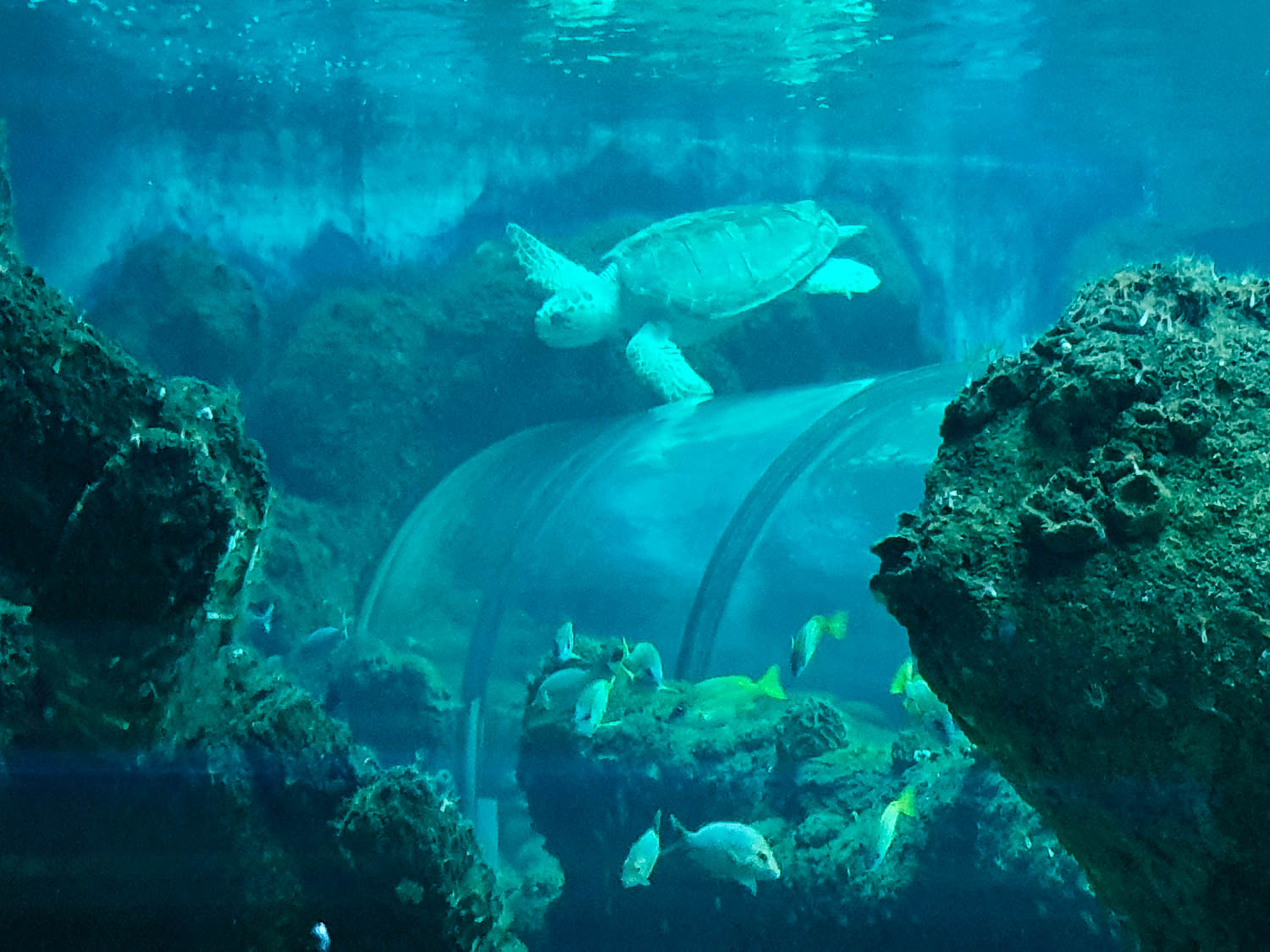 Turtle seen above the ocean tunnel with small fish swimming nearby - my Bournemouth Oceanarium review