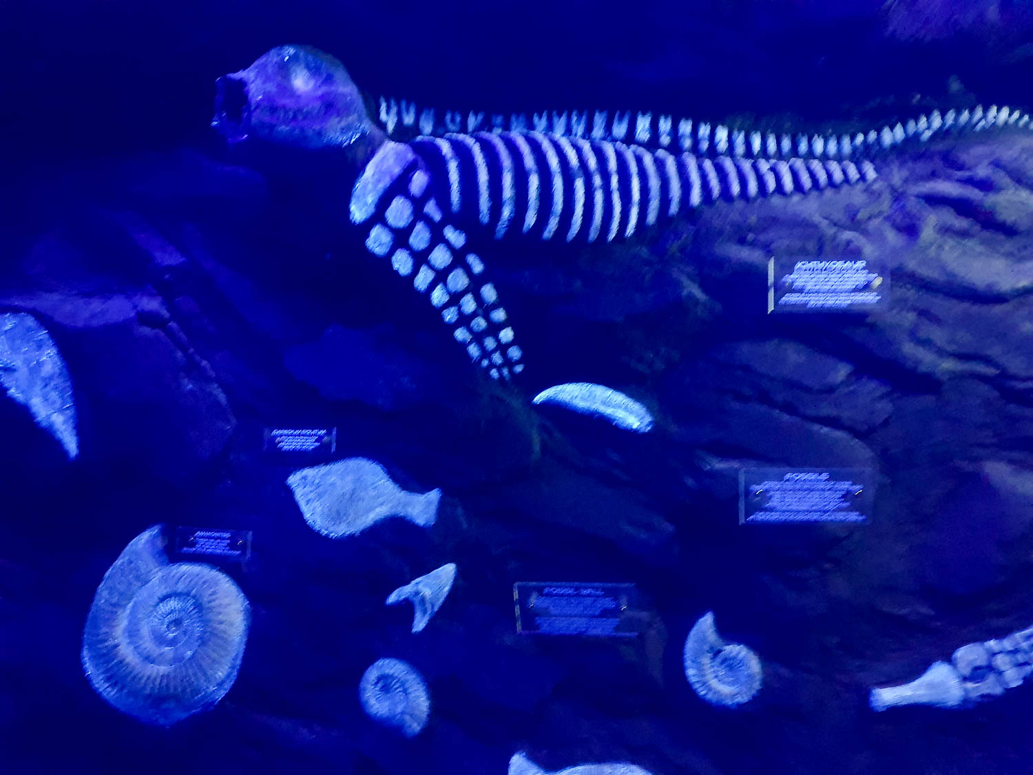 Display of fossils during a visit to Bournemouth Oceanarium with kids