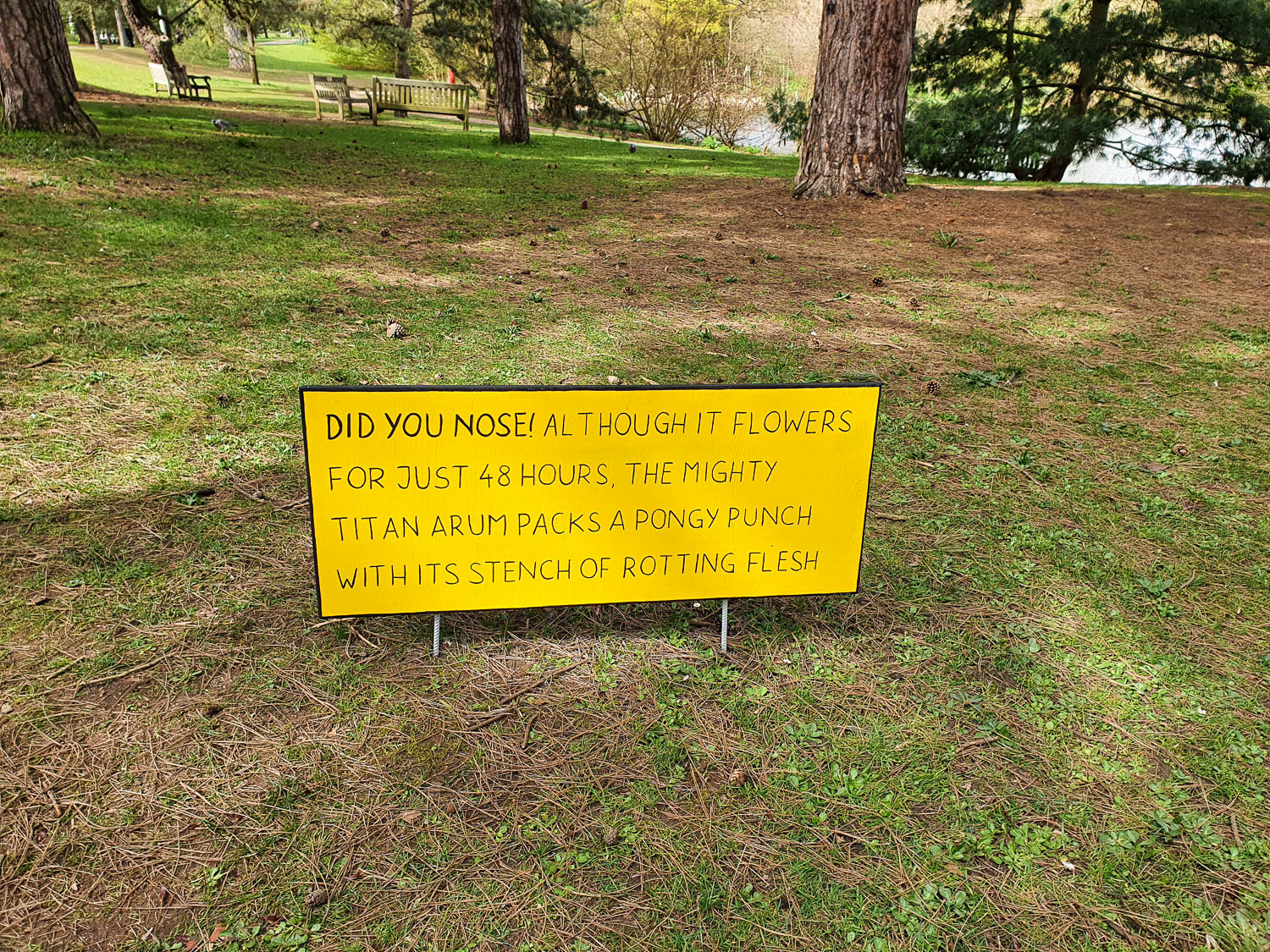 Yellow sign showing one of the unusual facts about flowers as part of the Beano kids' trail for Easter at Kew Gardens