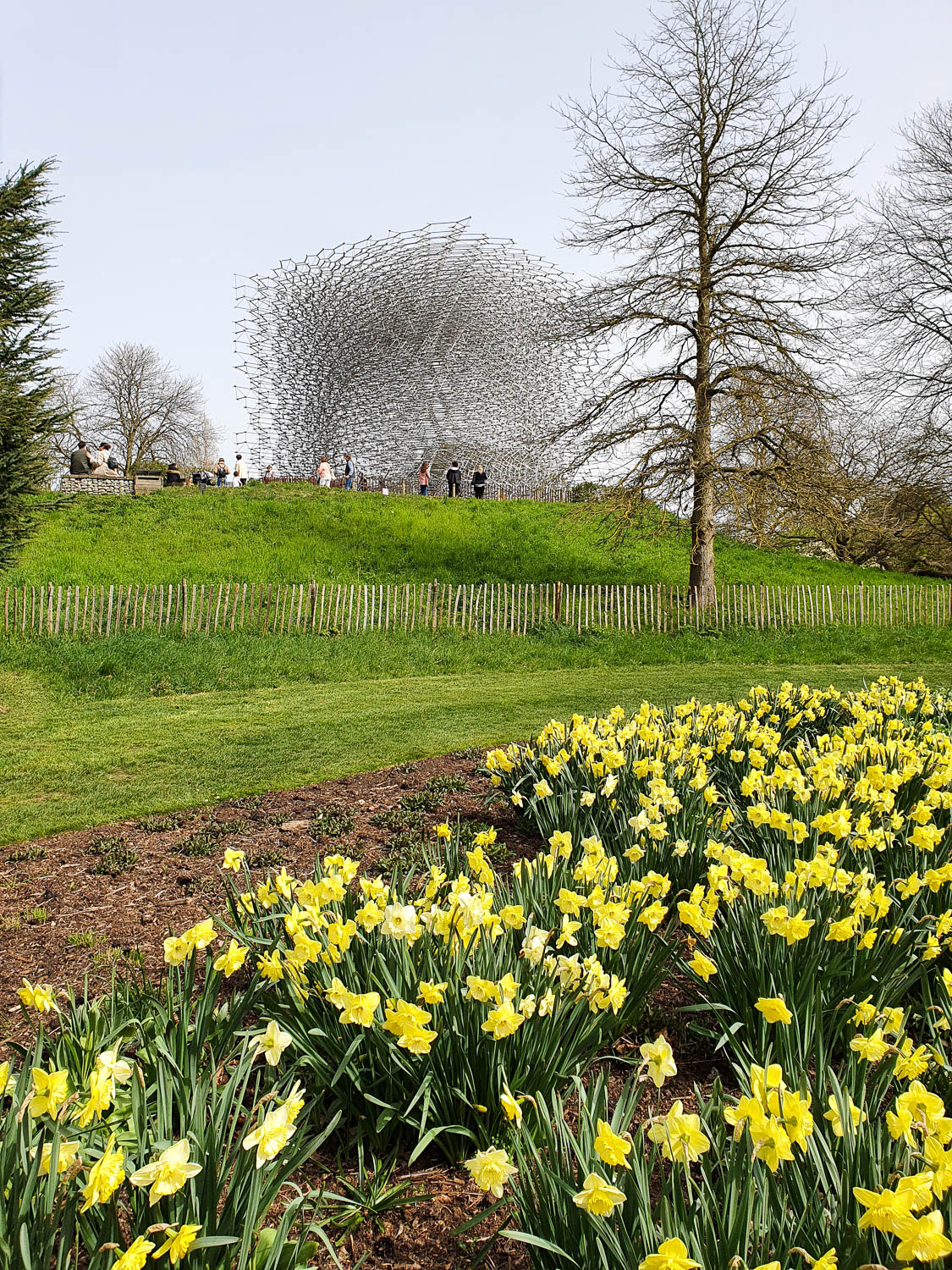 A view across the daffodils towards the Hive sculpture at Kew Gardens in Spring