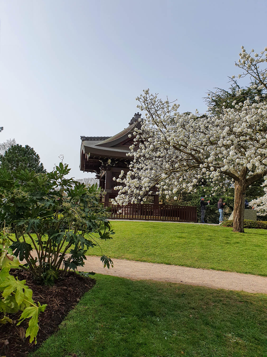 Side view of the small temple in the Japanese garden surrounded by trees with white blossom - our visit to Kew at Easter
