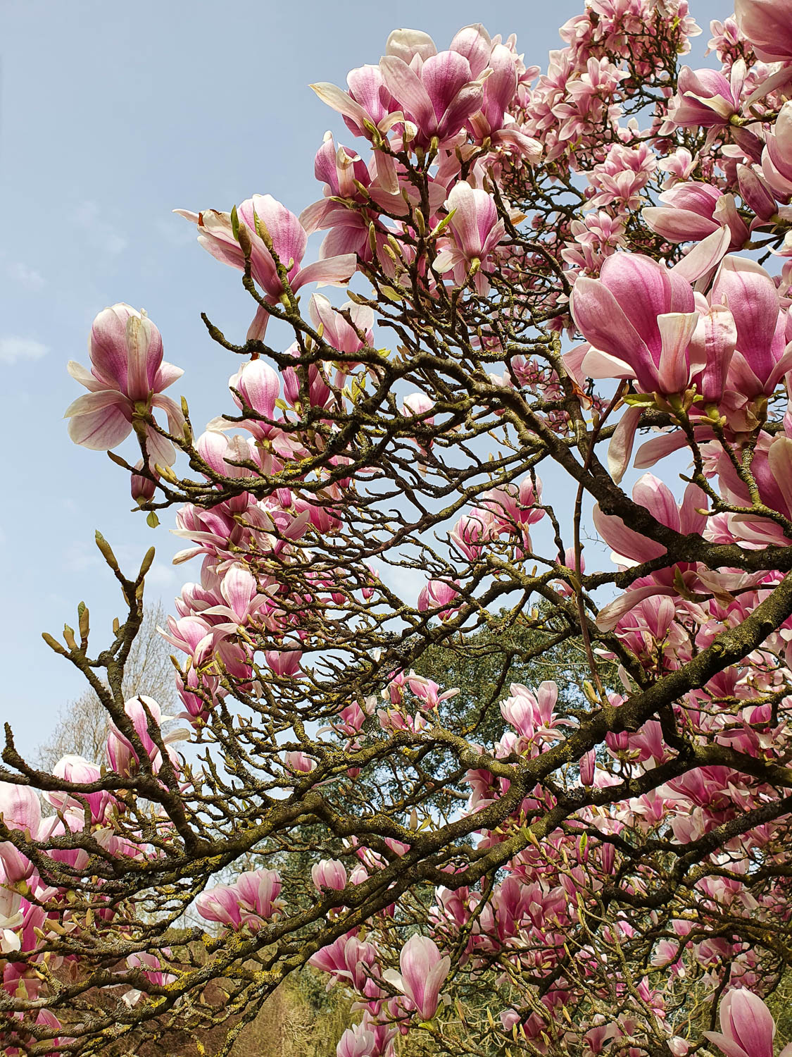 Pink and white blossoms on a magnolia tree at Kew Gardens - a family visit to see Spring at Kew