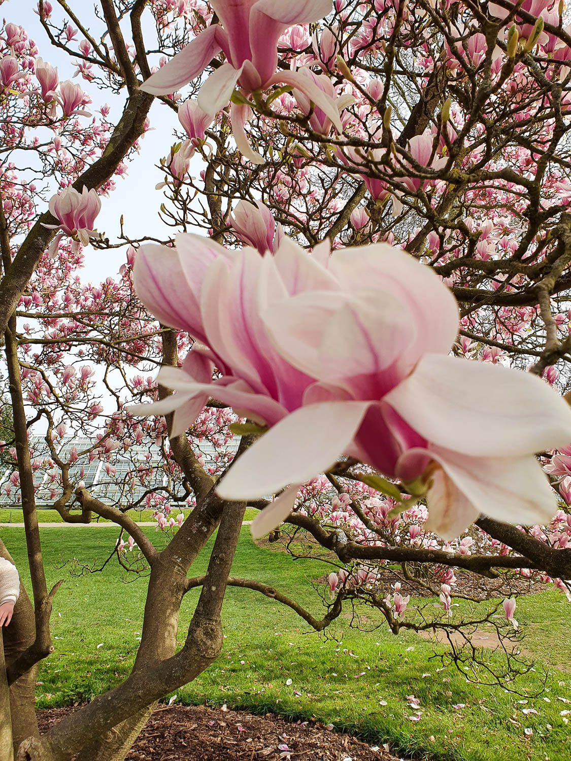 Close up of a white and pink flower on a magnolia tree with one of the glasshouses just seen in the background - a family day out for Easter at Kew Gardens