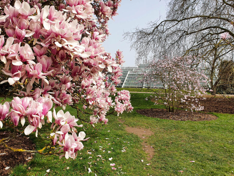 White and pink flowering magnolia tree with one of the glasshouses just seen in the background - a family day out for Easter at Kew Gardens