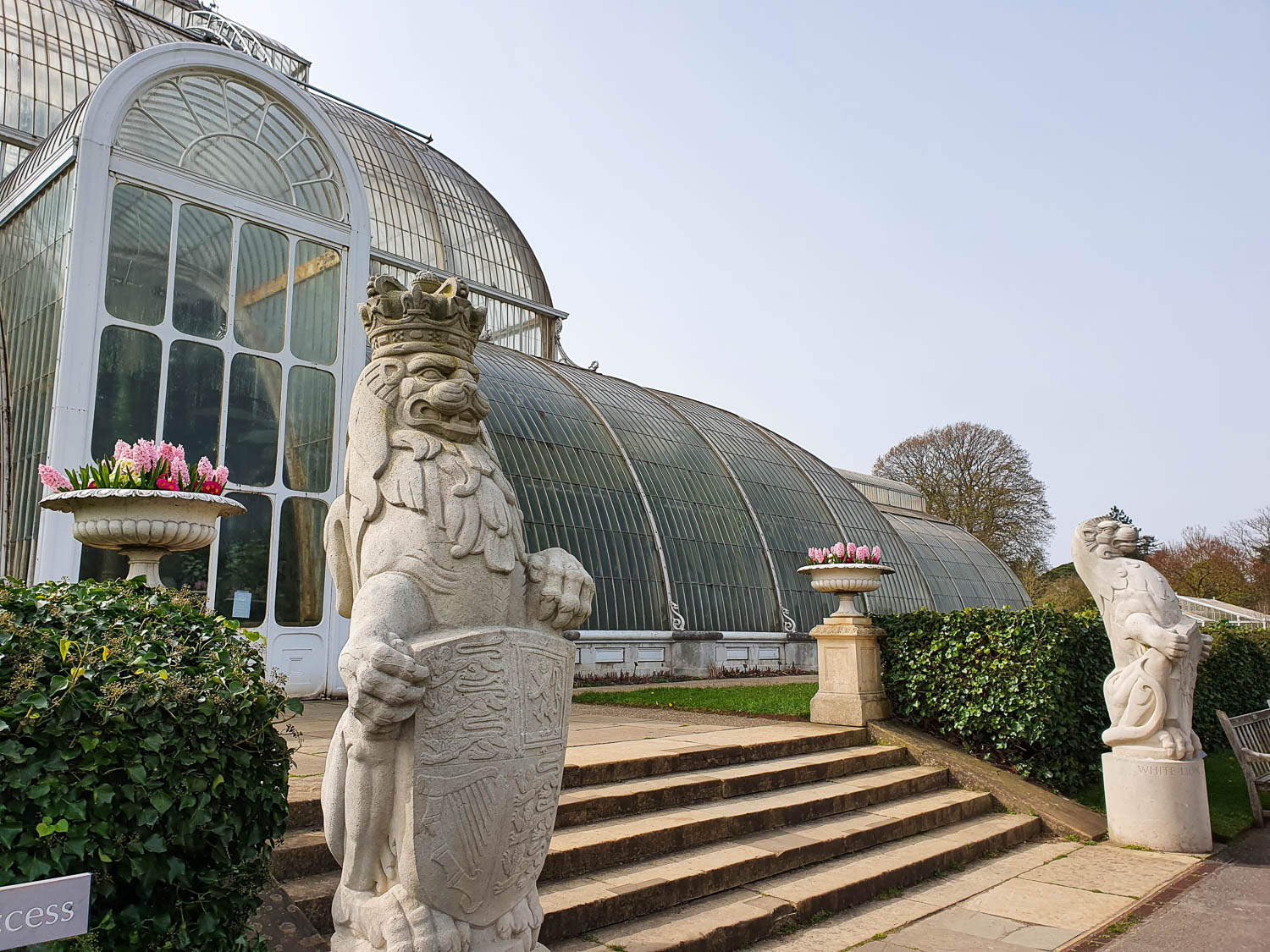 Lion statue in front of the Palm House at Kew Gardens with pink flowers in bloom - a family day out for Easter at Kew Gardens
