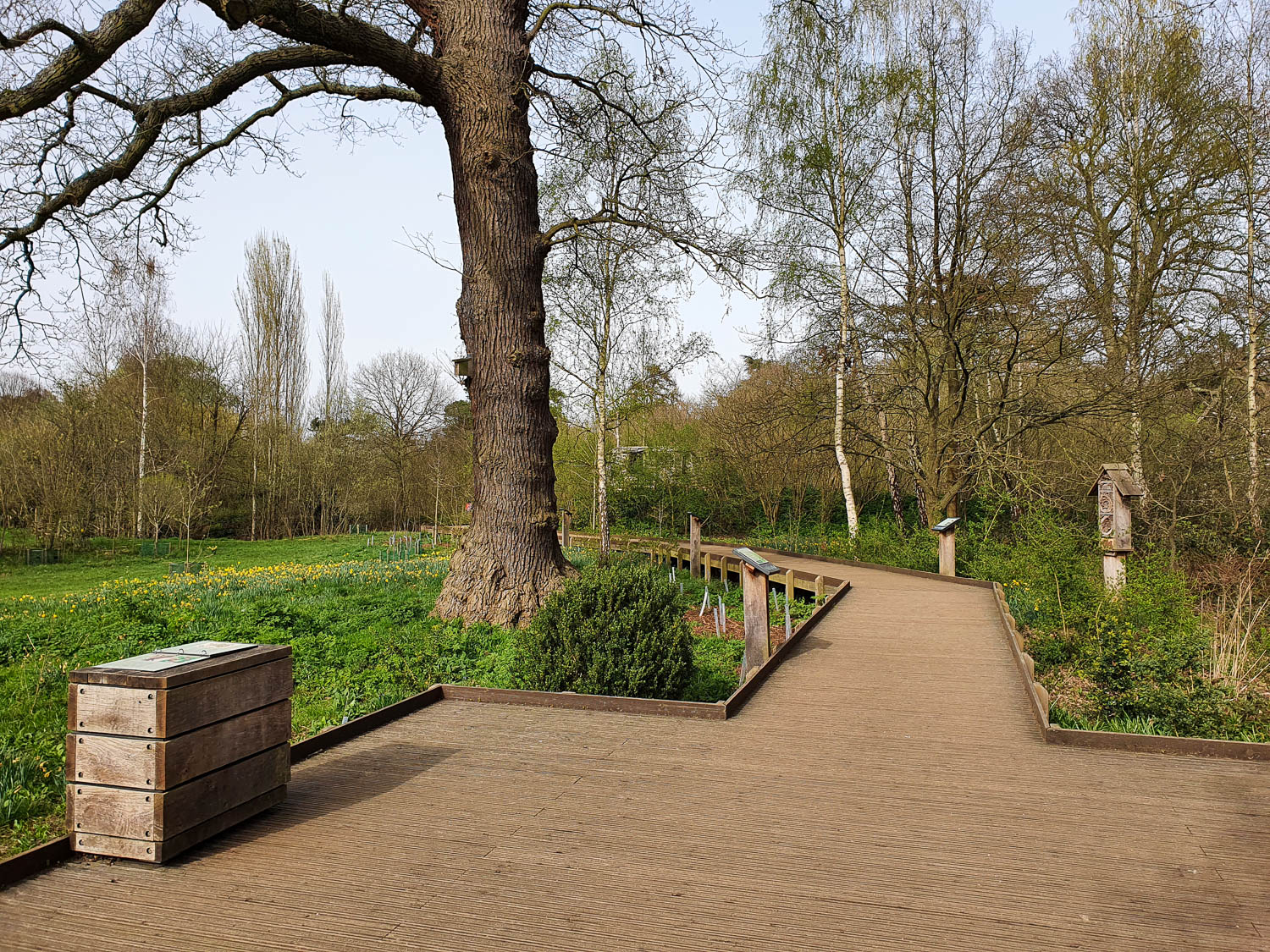 Wooden boardwalk along the woodland walk at Kew Gardens with signs and information about the various trees