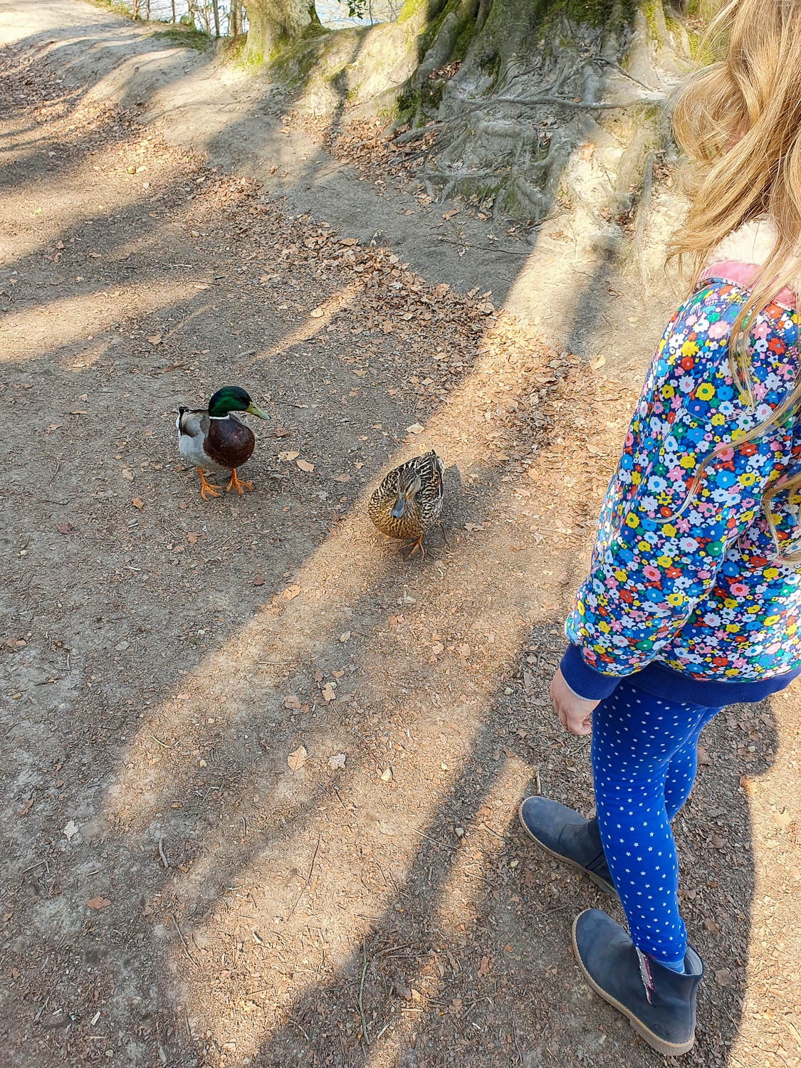 My daughter stands next to a pair of ducks on the woodland lake walk at Nymans - a day out in Sussex with kids