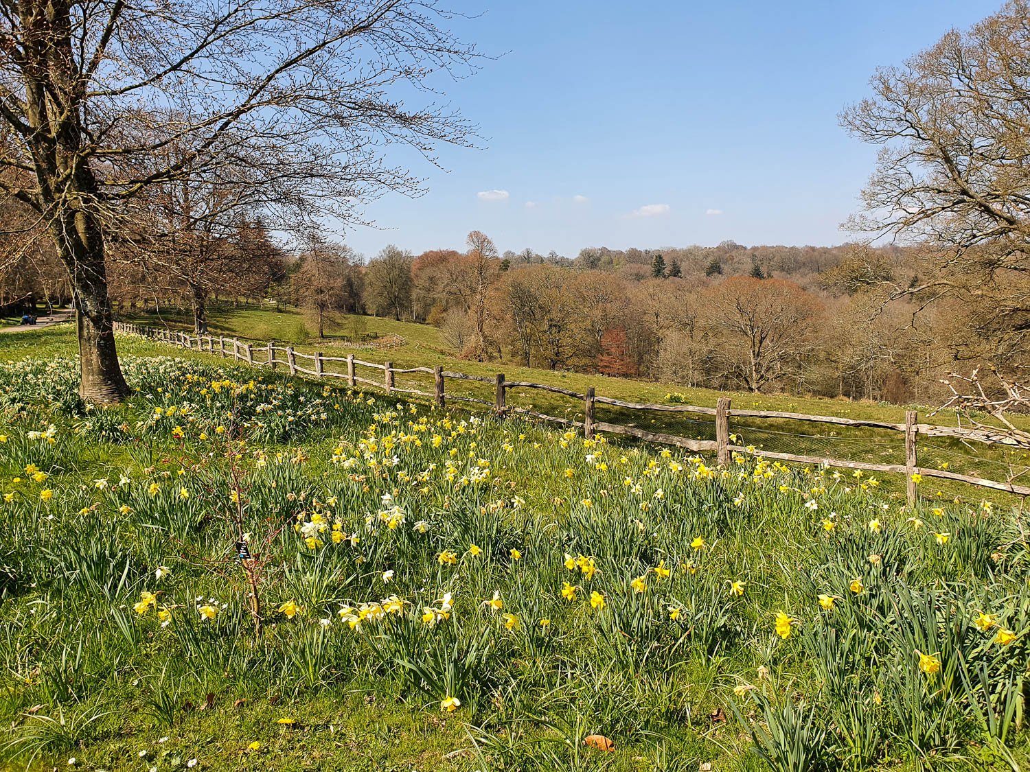 View over fields with daffodils to a wooden fence and trees on the hills beyond on a day out in Sussex with kids