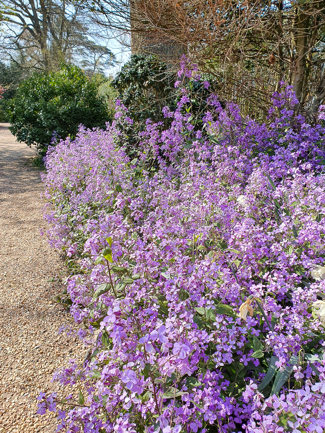 Purple flowers in a border along a path at Nymans National Trust in Sussex