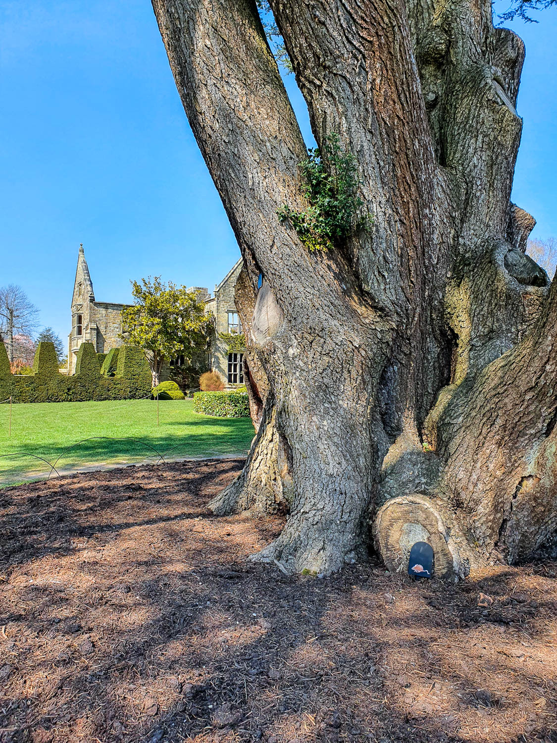 Huge tree in the grounds of Nymans with the house seen in the distance and signs of mice as part of one of the family trails at the Sussex National Trust site