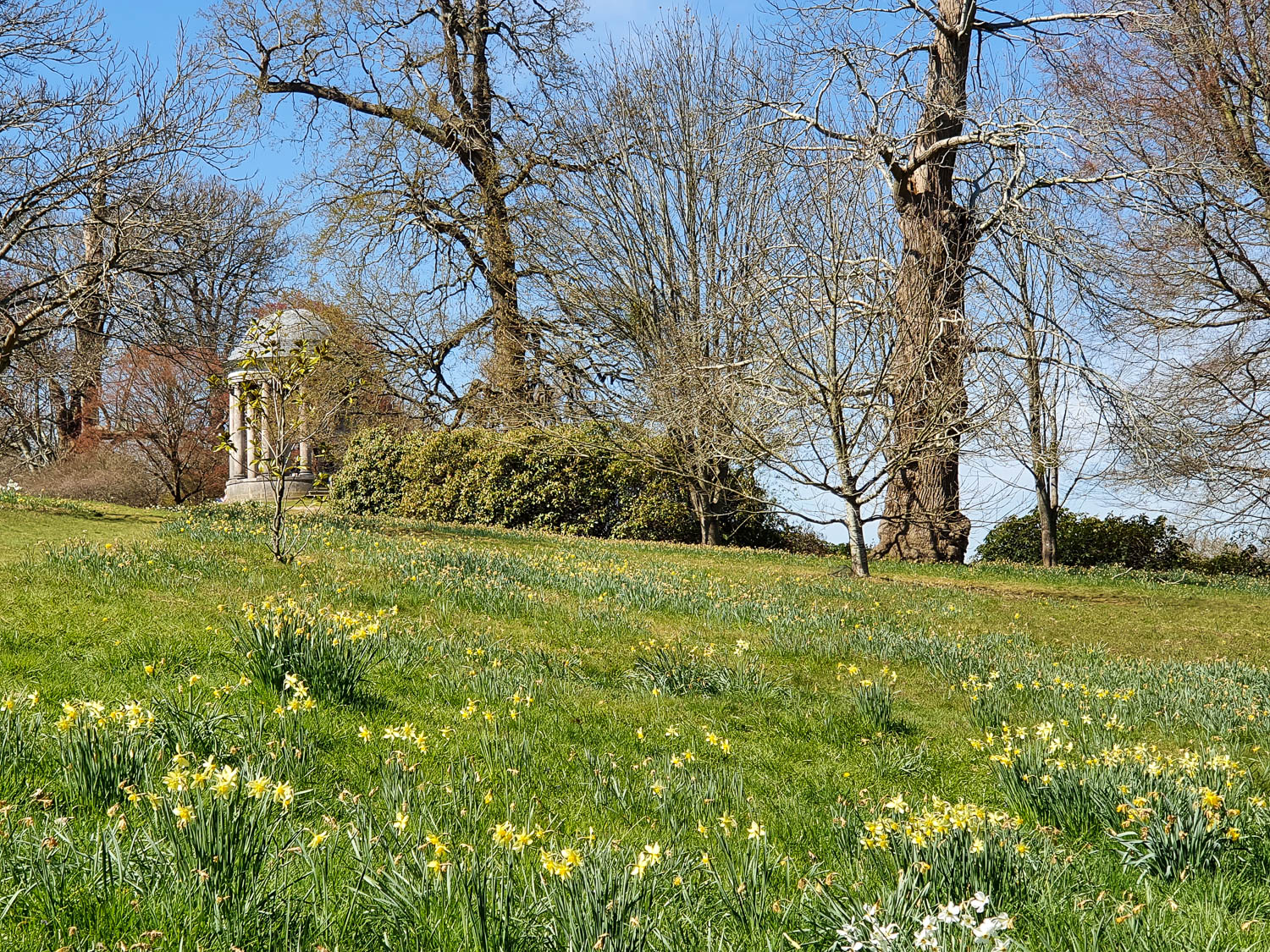 View towards the Doric temple at Petworth across daffodils flowering in the gardens - exploring the parkland at Petworth National Trust in Sussex
