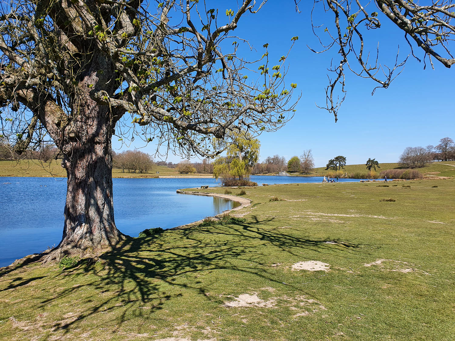 View along the pond in Petworth Park with an old tree in the foregrounds - a day out at Petworth with kids