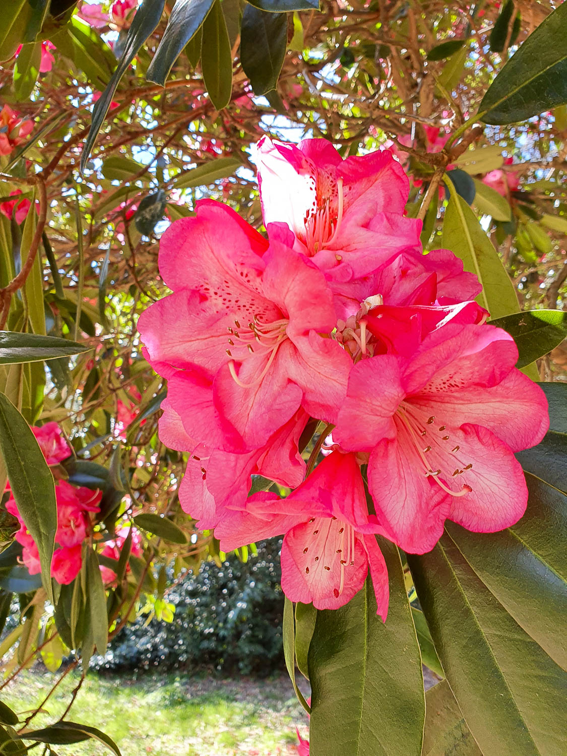 Close-up of a pink rhododendron flower in the gardens at Petworth National Trust in Sussex - a day out at Petworth with kids