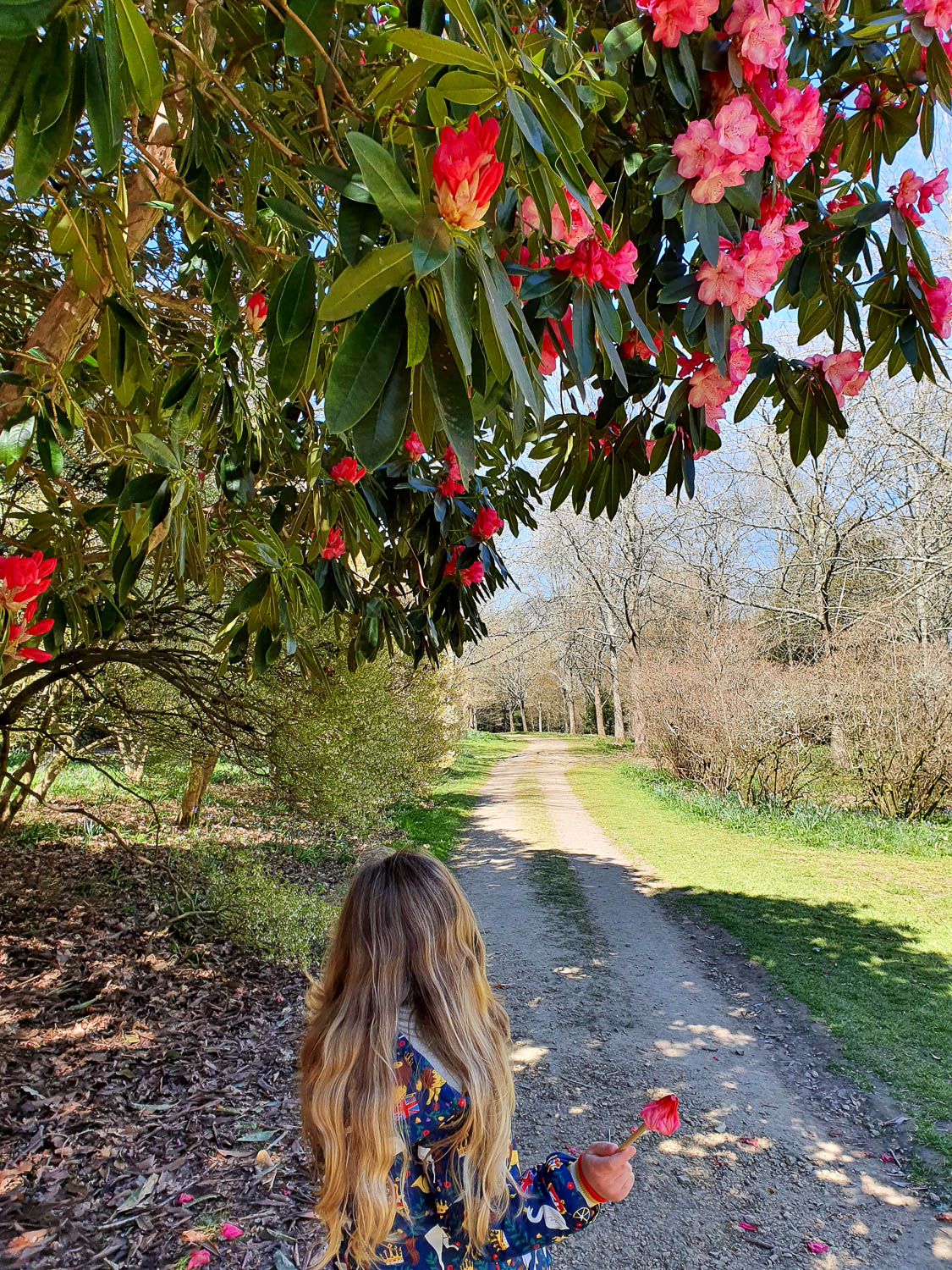 My daughter holding a pink camellia under a flowering tree in the gardens at Petworth National Trust in Sussex - exploring Petworth with kids