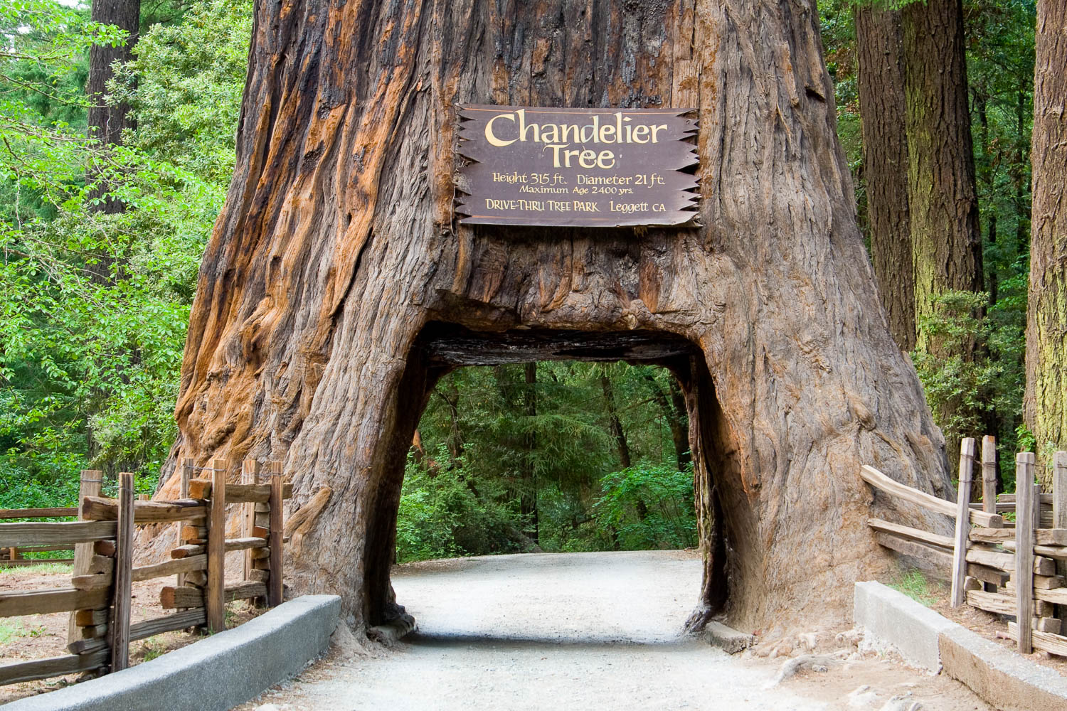 The Chandelier Tree: a giant sequoia tree with a hole in the base large enough for a car to drive through - one of the most unusual things to do in Northern California with kids