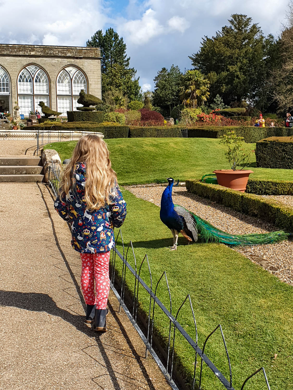 My daughter looks at a peacock on the grass in the peacock garden at Warwick Castle - a day out at Warwick Castle with kids