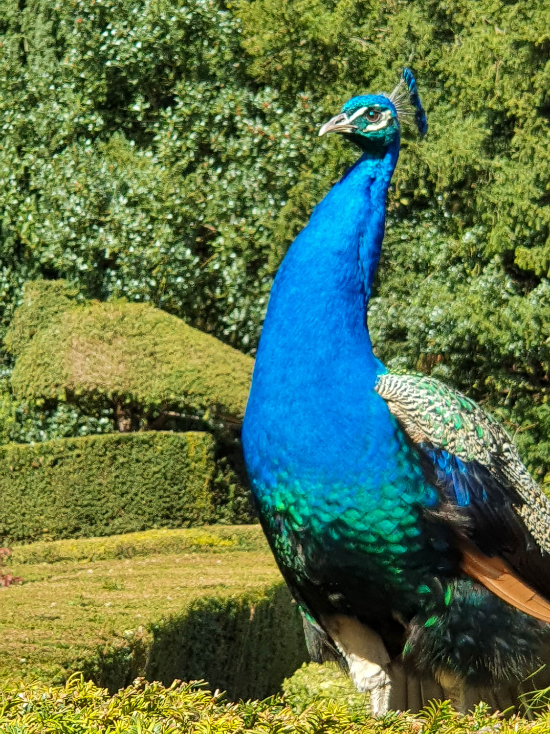 Peacock posing in the sunshine on a hedge in the peacock garden at Warwick Castle - my review of a day out with kids at Warwick Castle