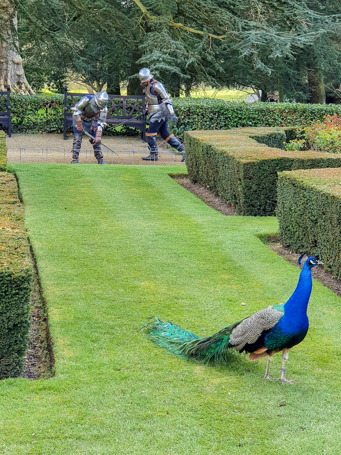 Peacock walks on the grass of the peacock garden at Warwick Castle, with two armoured knights mock fighting in the background - a day out in Warwickshire with kids