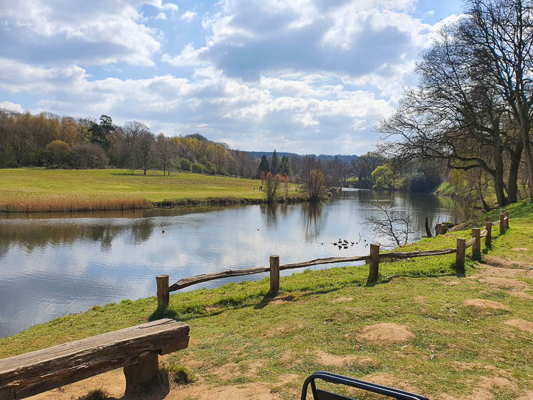 A view along the lake at Winkworth Arboretum on a sunny day, to some of the trees in the distance - exploring Winkworth National Trust during a day out in Surrey with kids