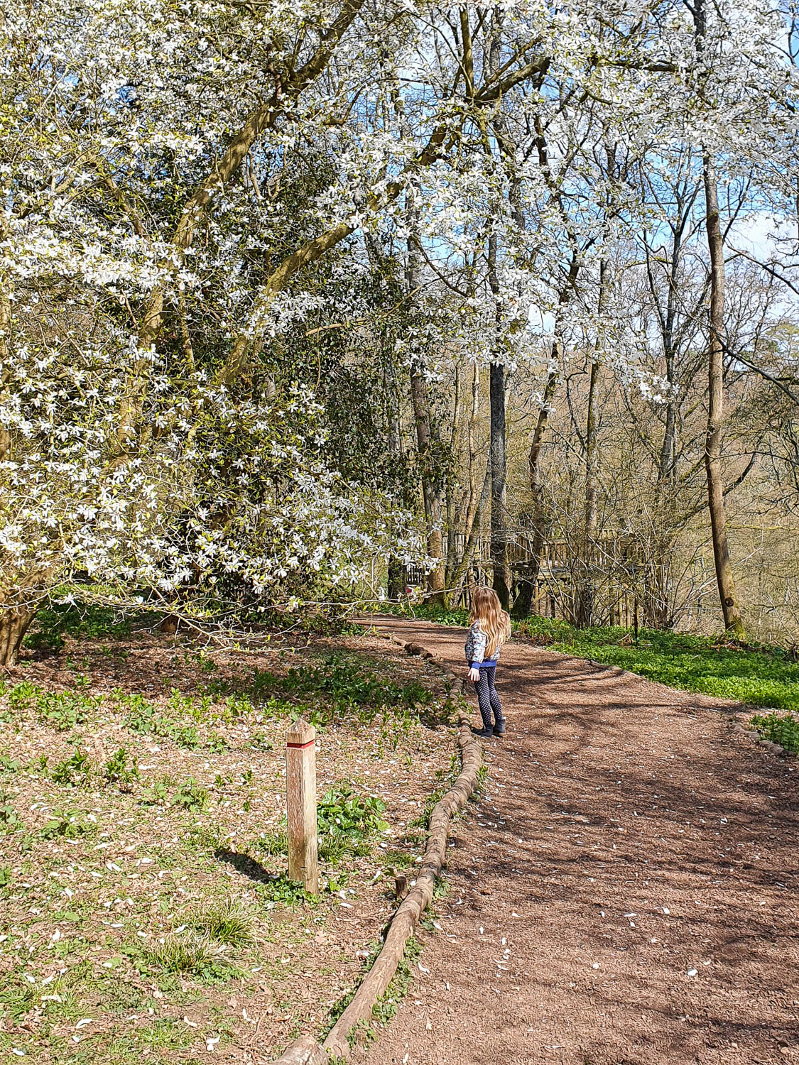 My daughter on a path by a tree with white blossom during a day out at Winkworth Arboretum with kids - exploring the Surrey National Trust site