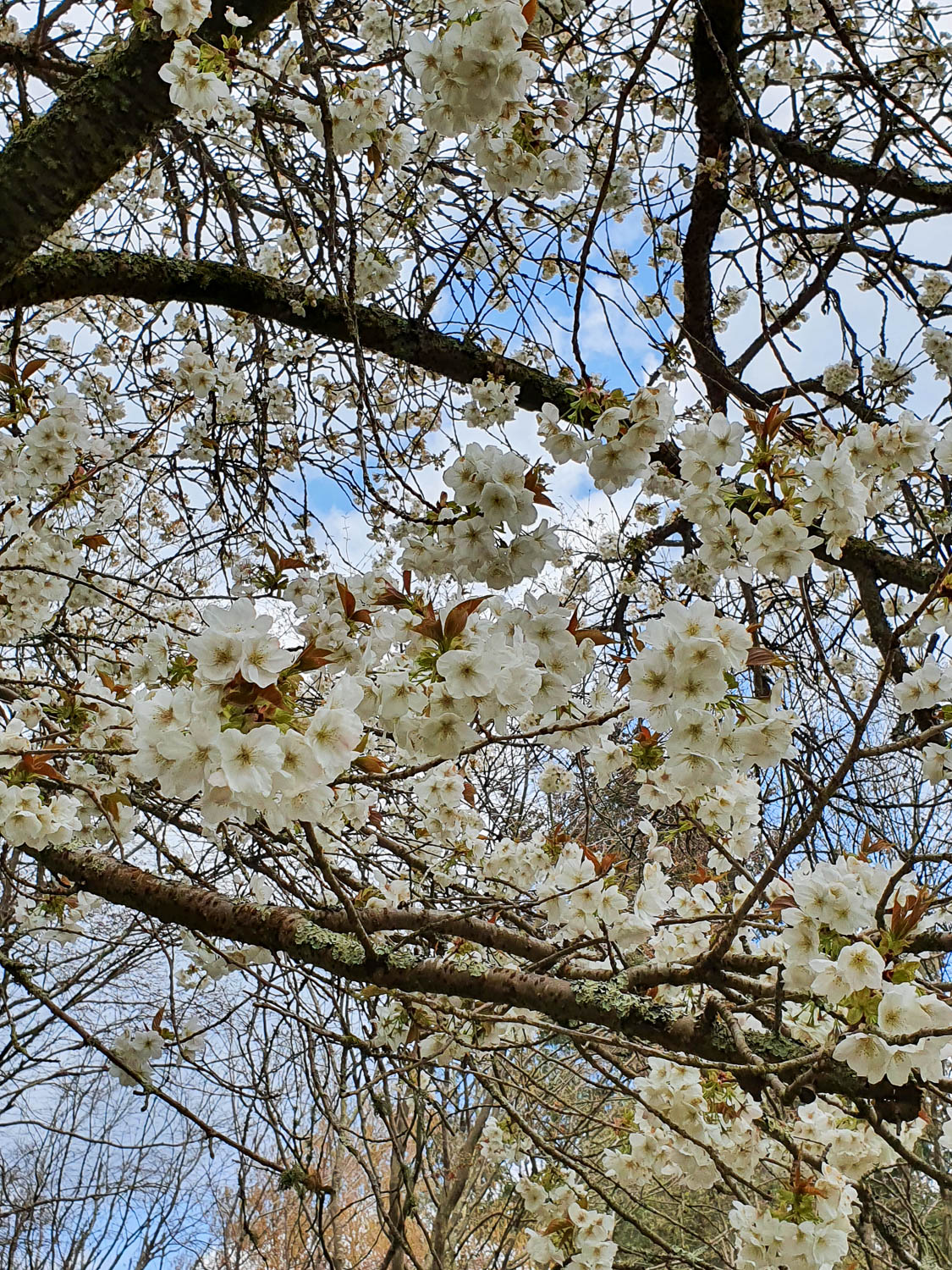 White blossom on one of the trees against a blue sky and clouds during a visit to Winkworth Arboretum with kids, on a family day out in Surrey